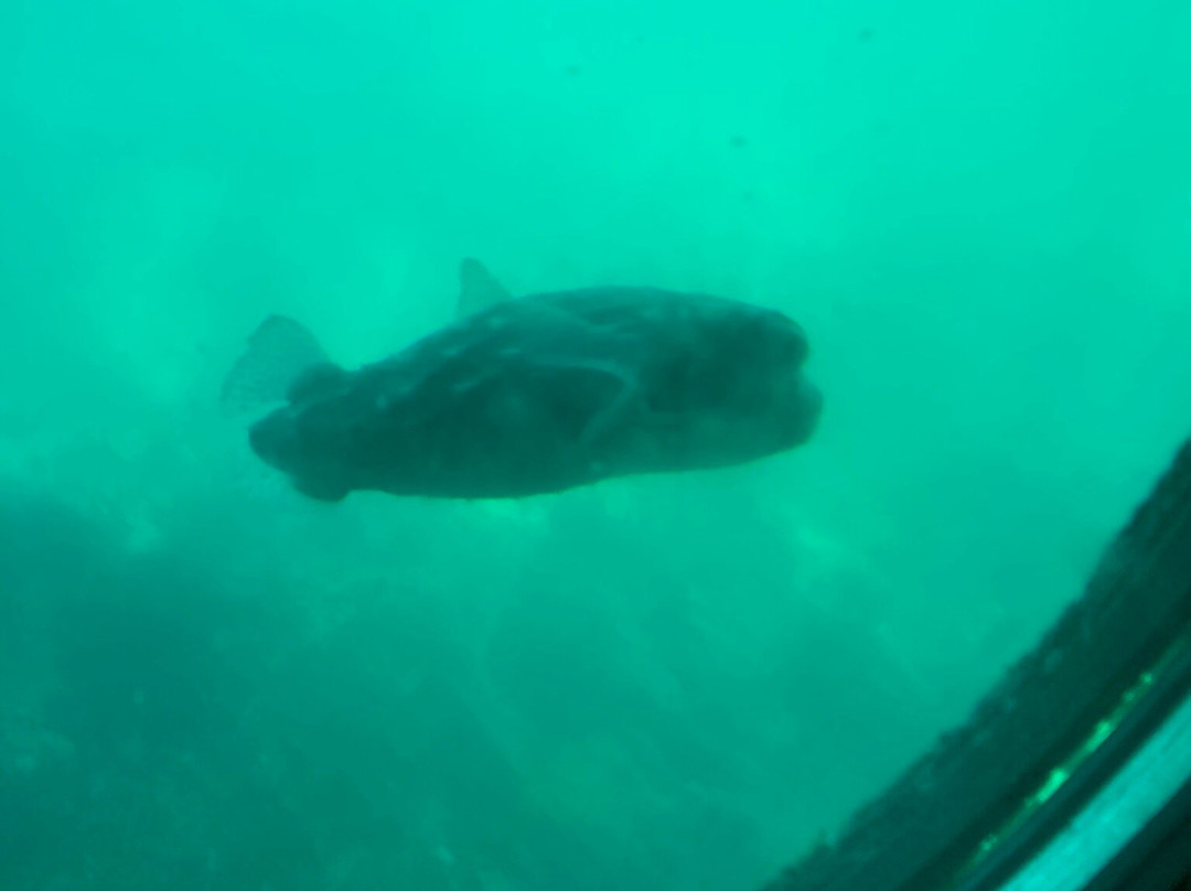 Katsuura Undersea Park-胜浦市必去景点