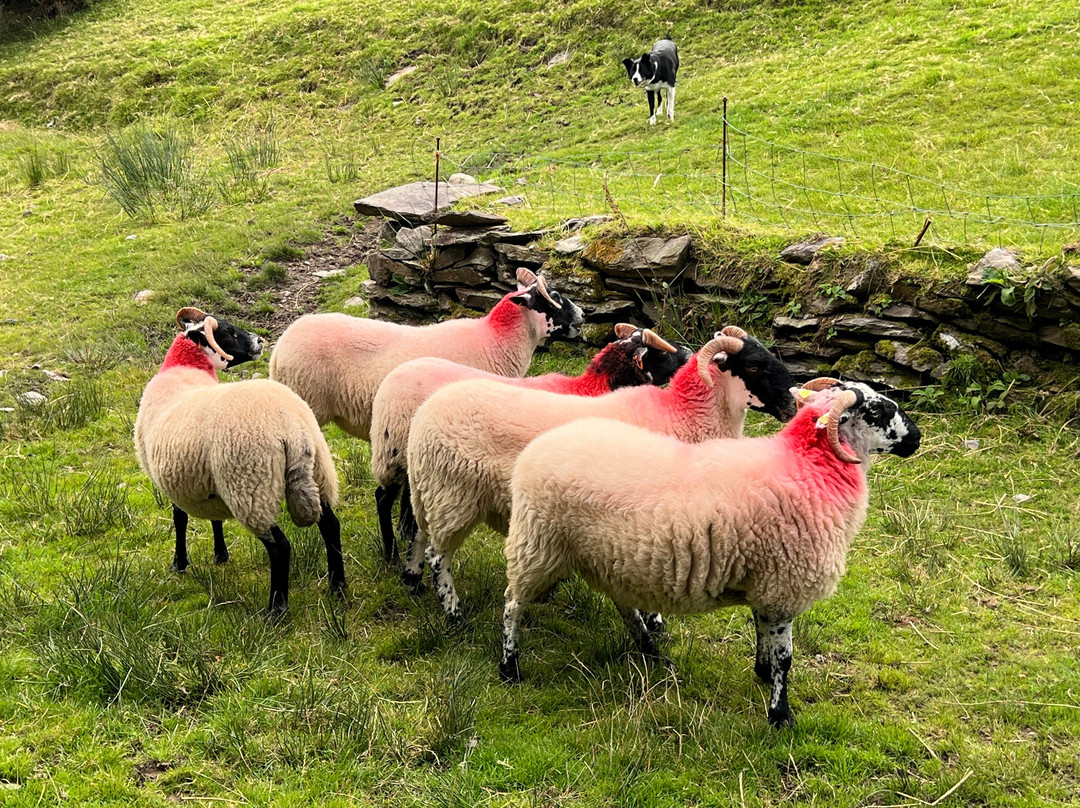 Kells Sheepdogs Ring of Kerry-Kells必去景点