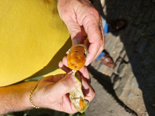 Martin Freitas Taxi Driver-沙尔必去景点