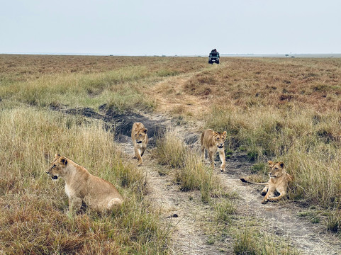 Wild Voyager-内罗毕必去景点