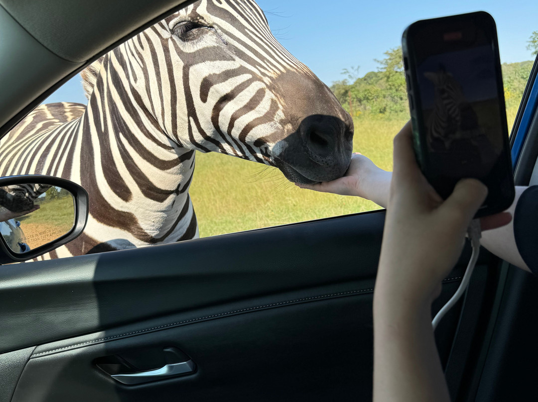 Safari Wild Animal Park and Preserve景点图片