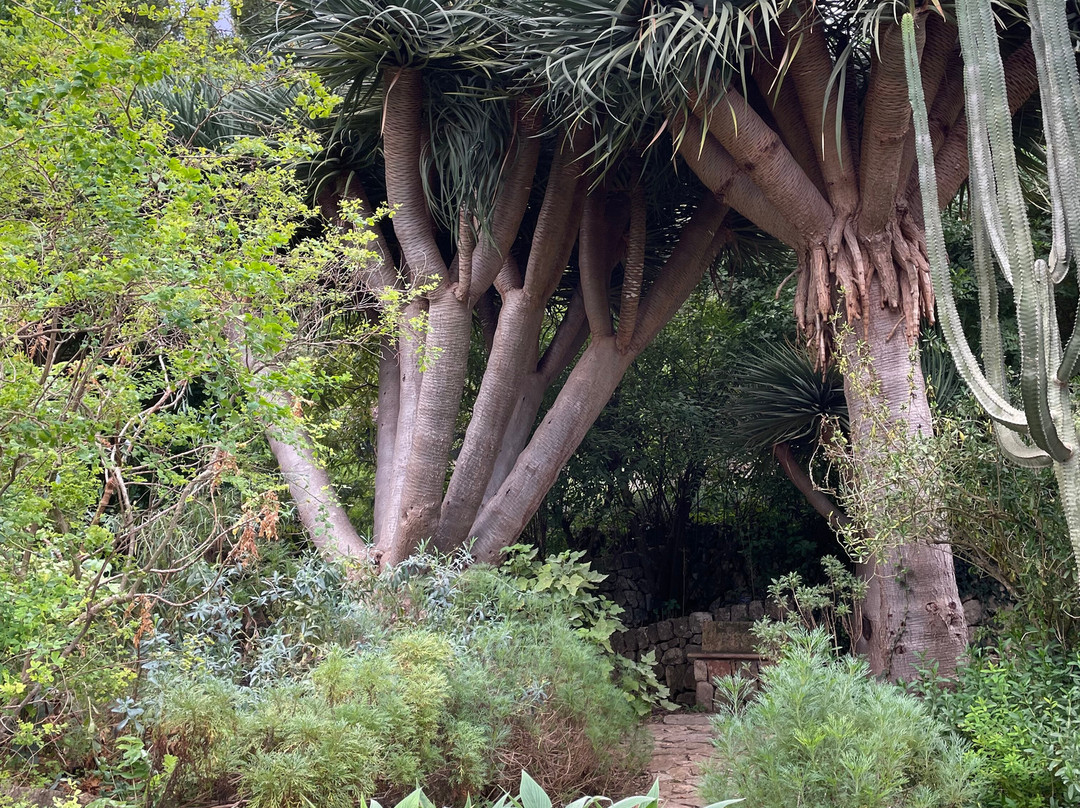 Jardín Botánico de Sóller-索耶尔必去景点