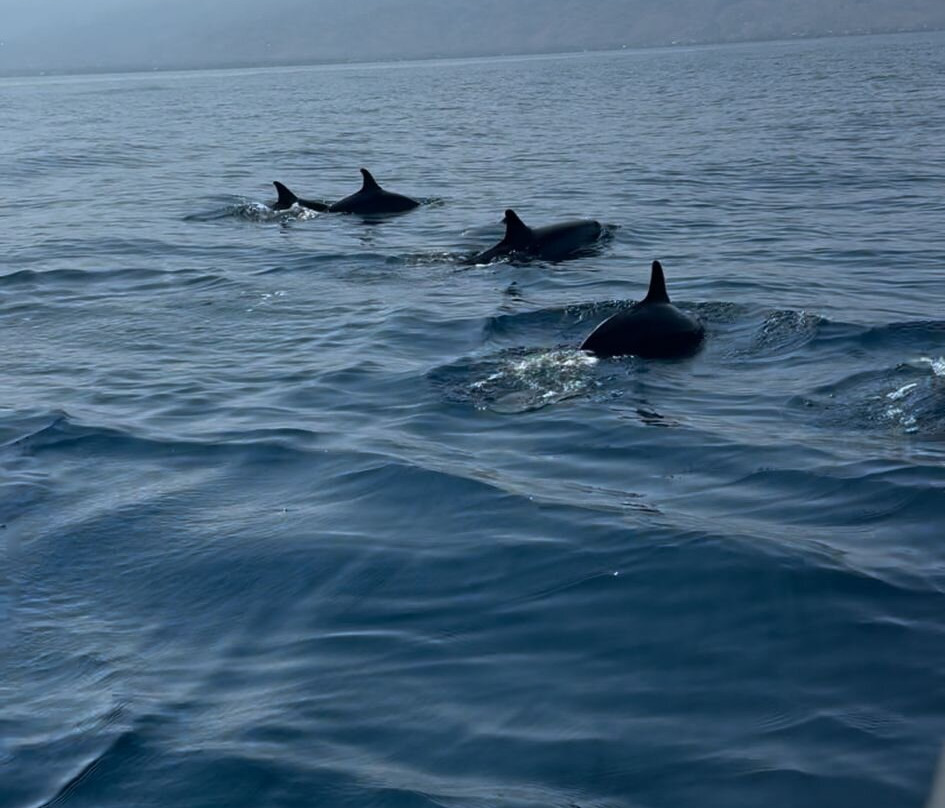 Lovina Dolphin Holiday景点图片