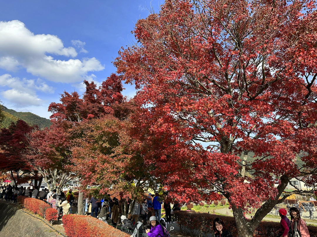 Maple Corridor-富士河口湖町必去景点