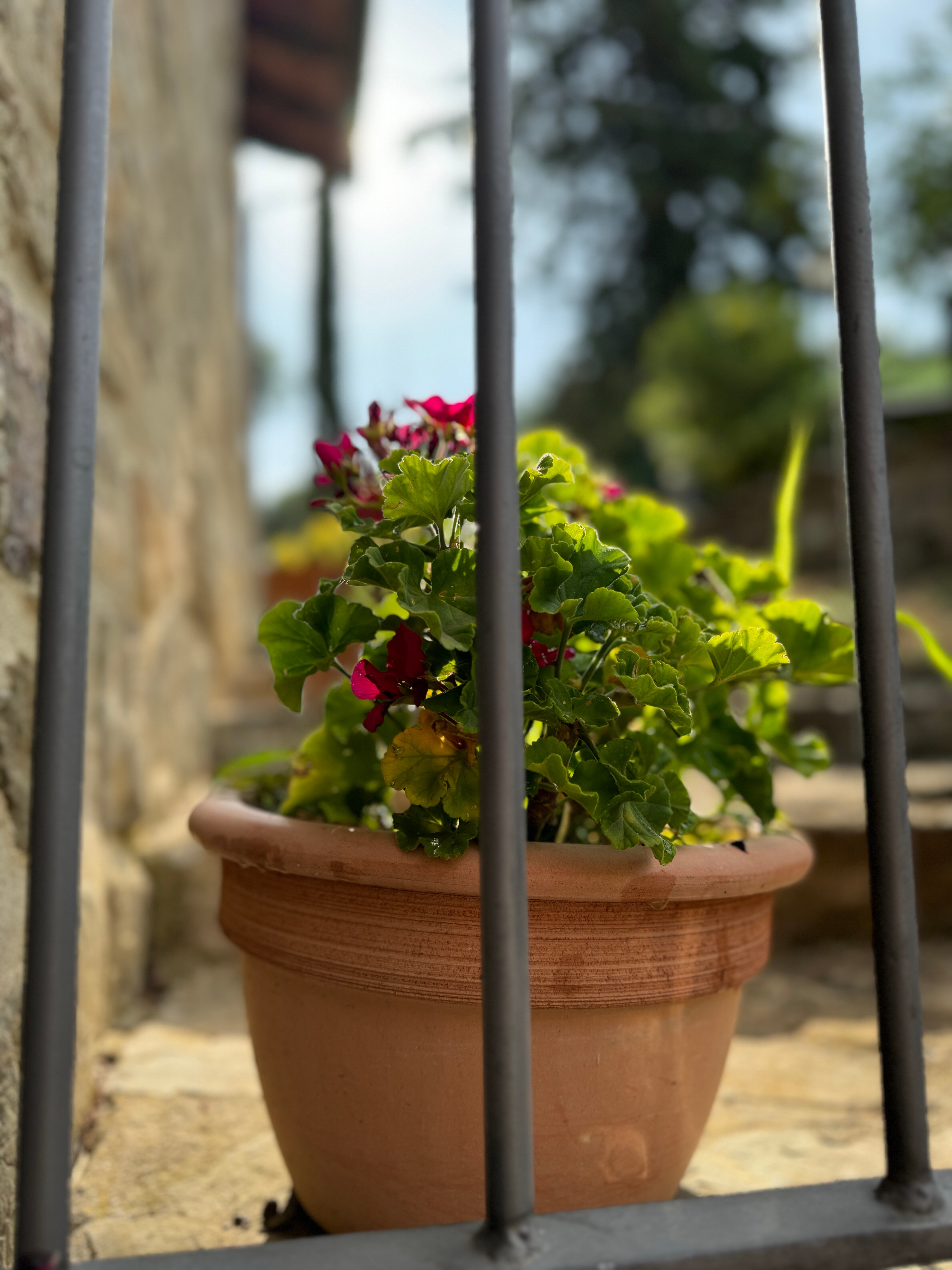 Agriturismo Podere Cottimellino - B&B in Val d'Orcia-官方