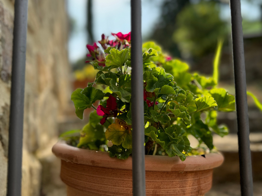 Agriturismo Podere Cottimellino - B&B in Val d'Orcia主图