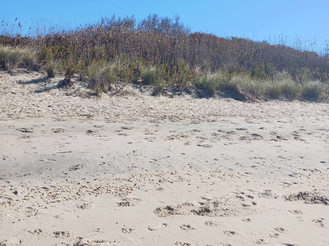 Higbee Beach景点图片