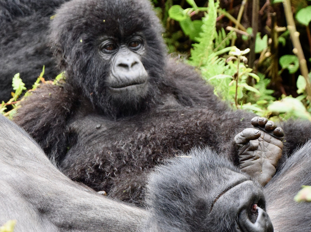 Rwanda Gorilla Trek - Day Tours景点图片