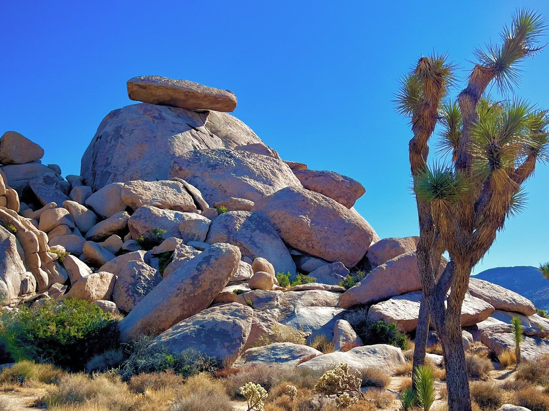 Cap Rock Trail-约书亚树国家公园必去景点