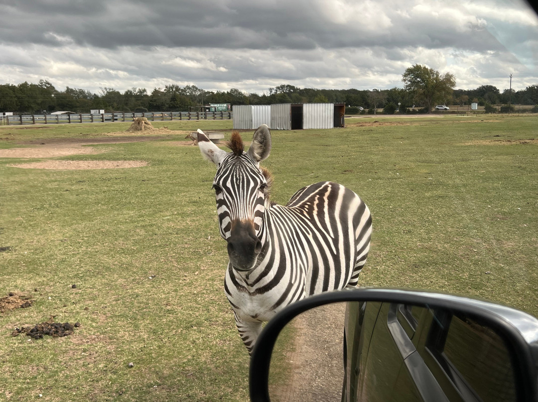 Franklin Drive Thru Safari-Franklin必去景点