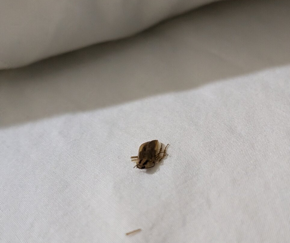 OYO Townhouse Clute Lake Jackson主图