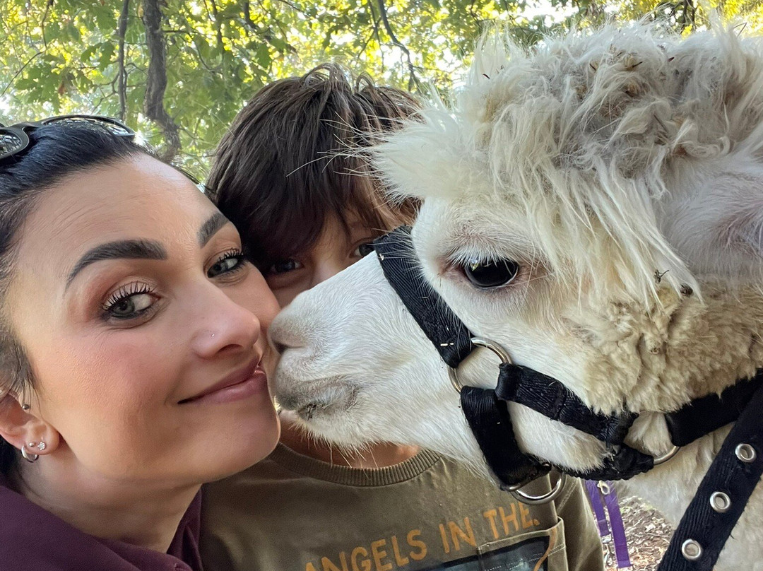 Alpaca Di Roma景点图片