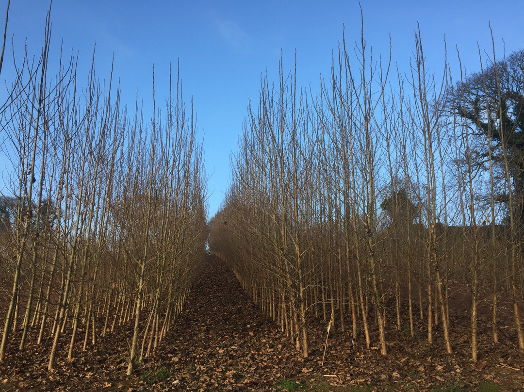 Bowhayes Trees-Ottery St. Mary必去景点