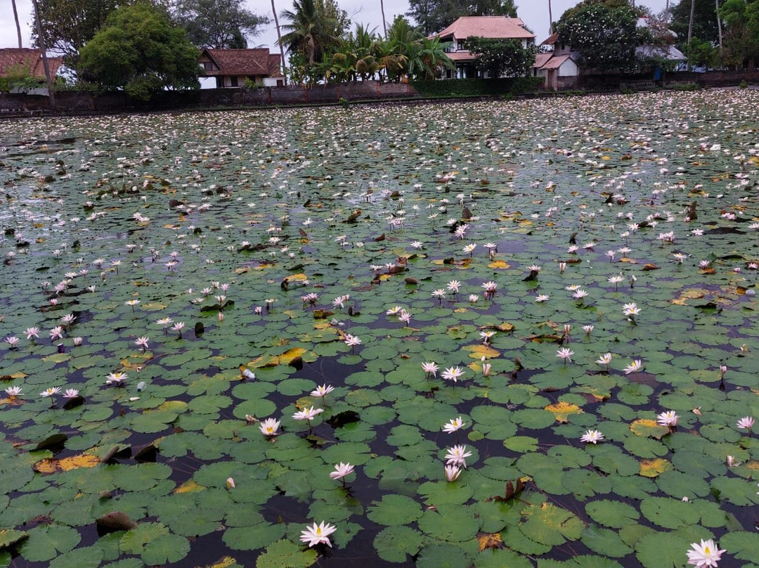Lotus Lagoon-甘地达萨必去景点