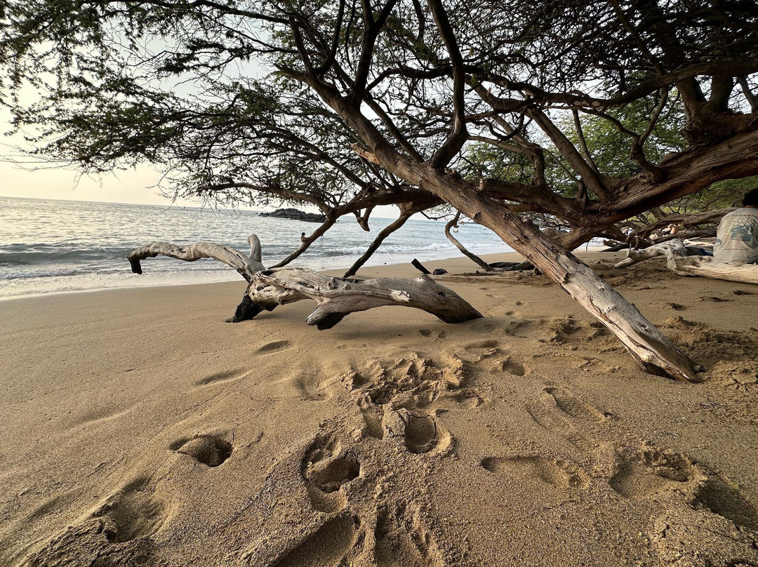 Waialea Beach-卡慕也拉必去景点