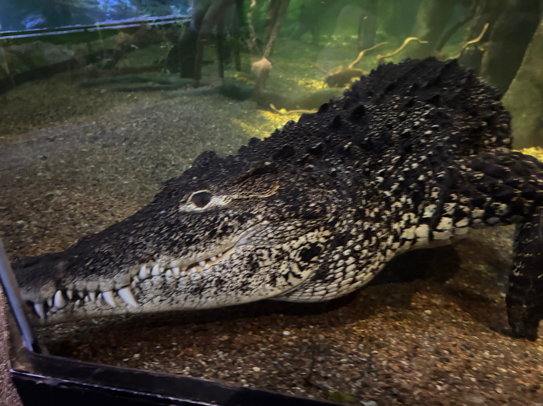 Skansen - Akvariet-斯德哥尔摩必去景点