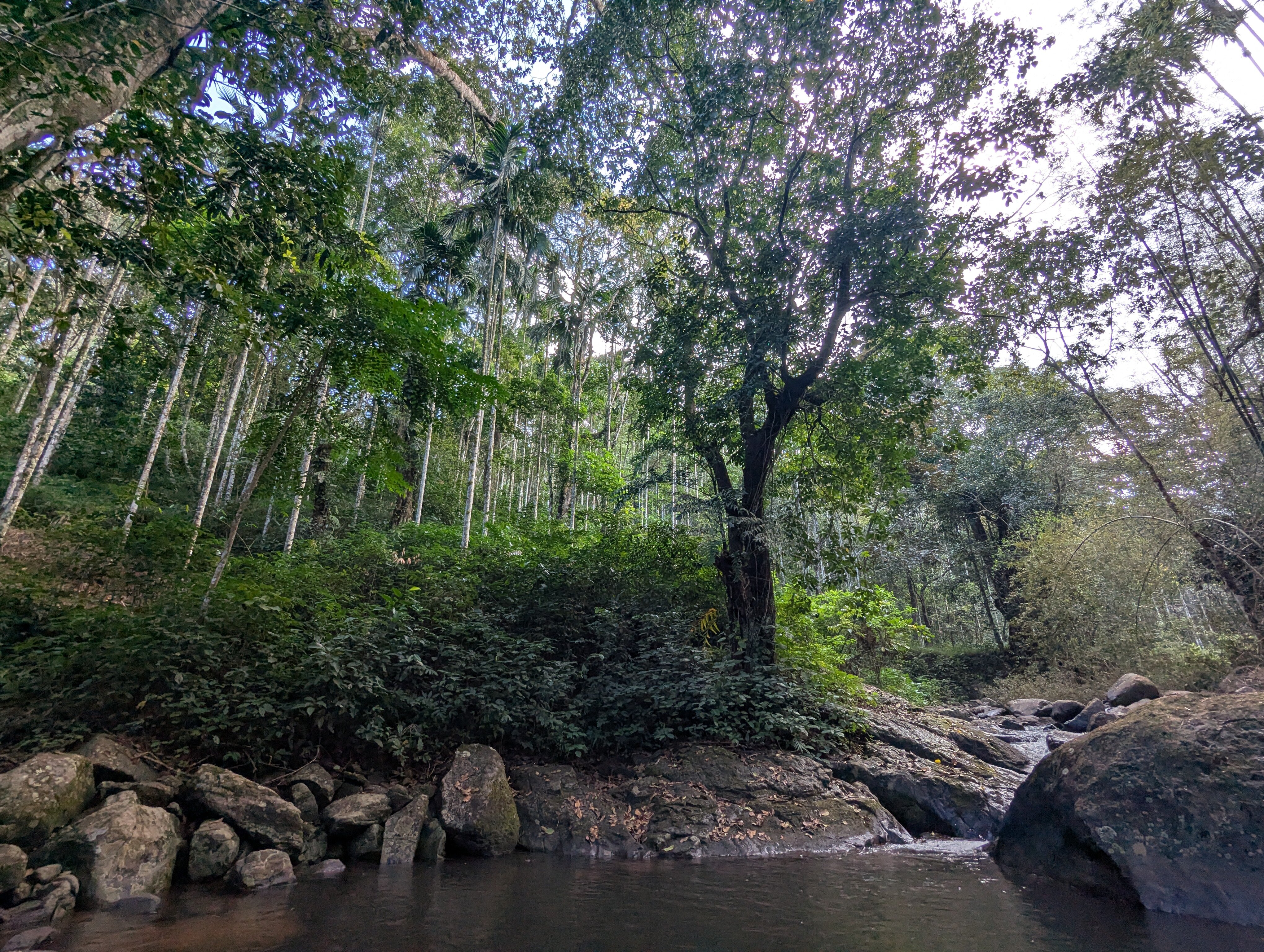 Banasura Hill Resort-官方