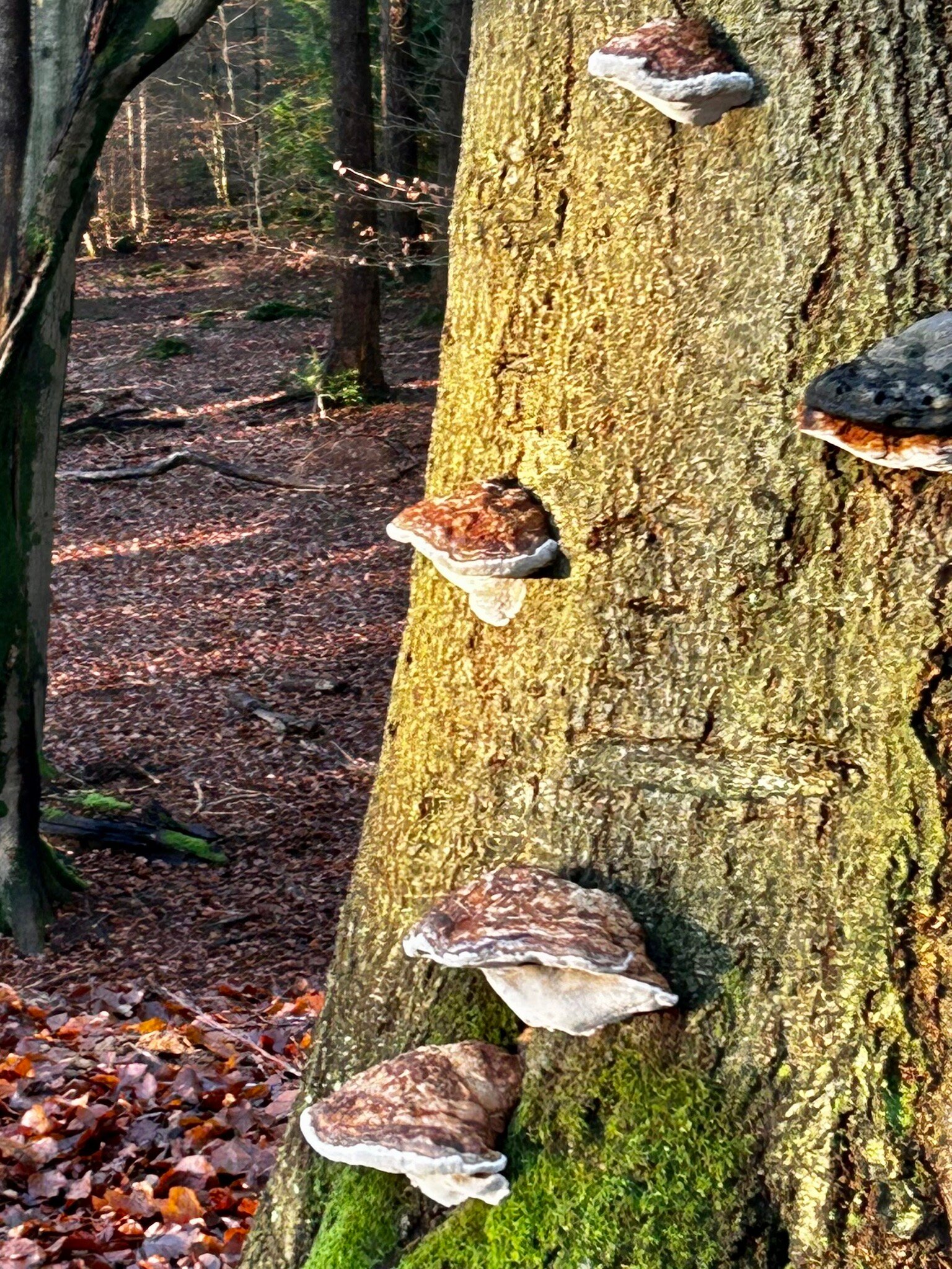 Bilderberg Hotel 't Speulderbos-官方