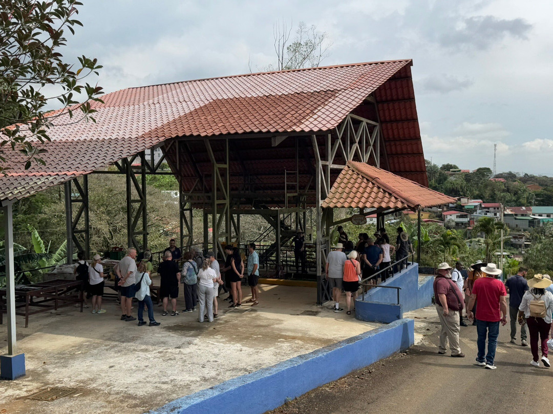Espiritu Santo Coffee Tour景点图片