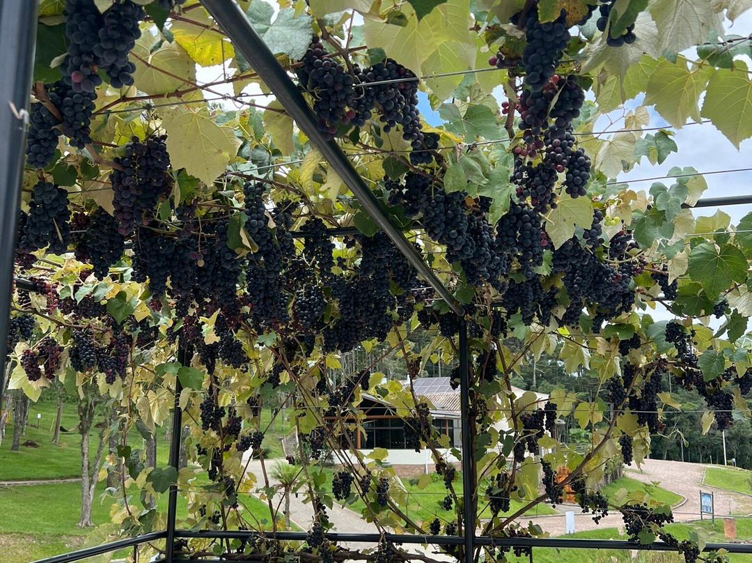 Vinicola Araucaria景点图片