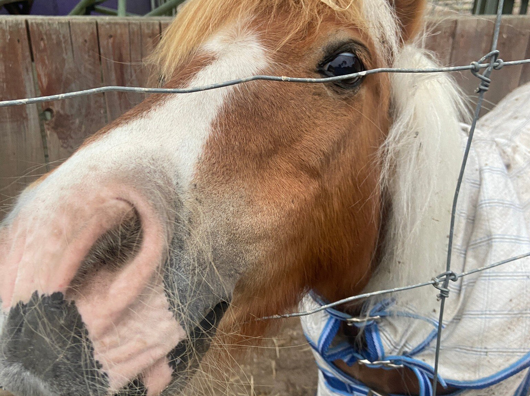 Goolwa Animal Farm-Goolwa必去景点