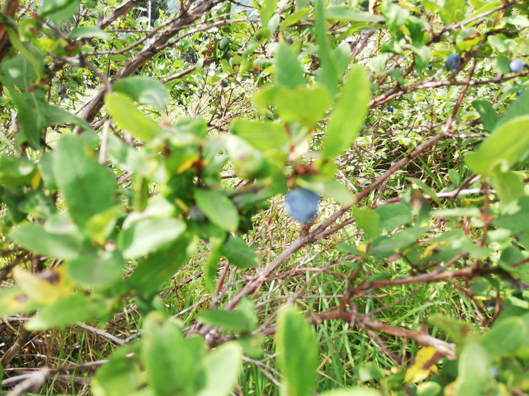 Lake Kanayama Lavender Garden-南富良野町必去景点