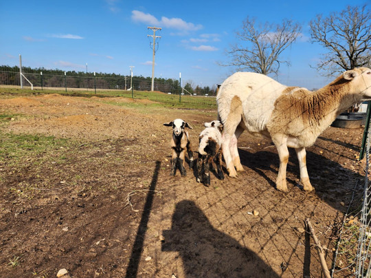 Giraffe Inn And Safari-New Boston必去景点