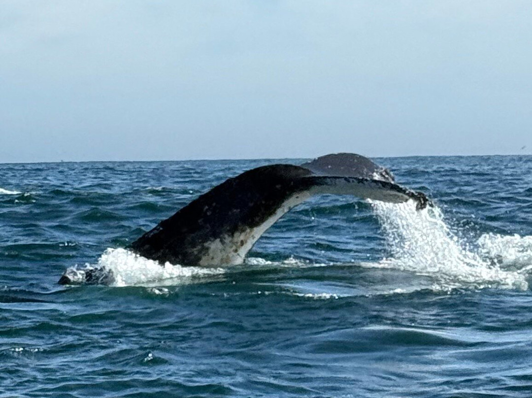 Whale Expedition SA-Yzerfontein必去景点
