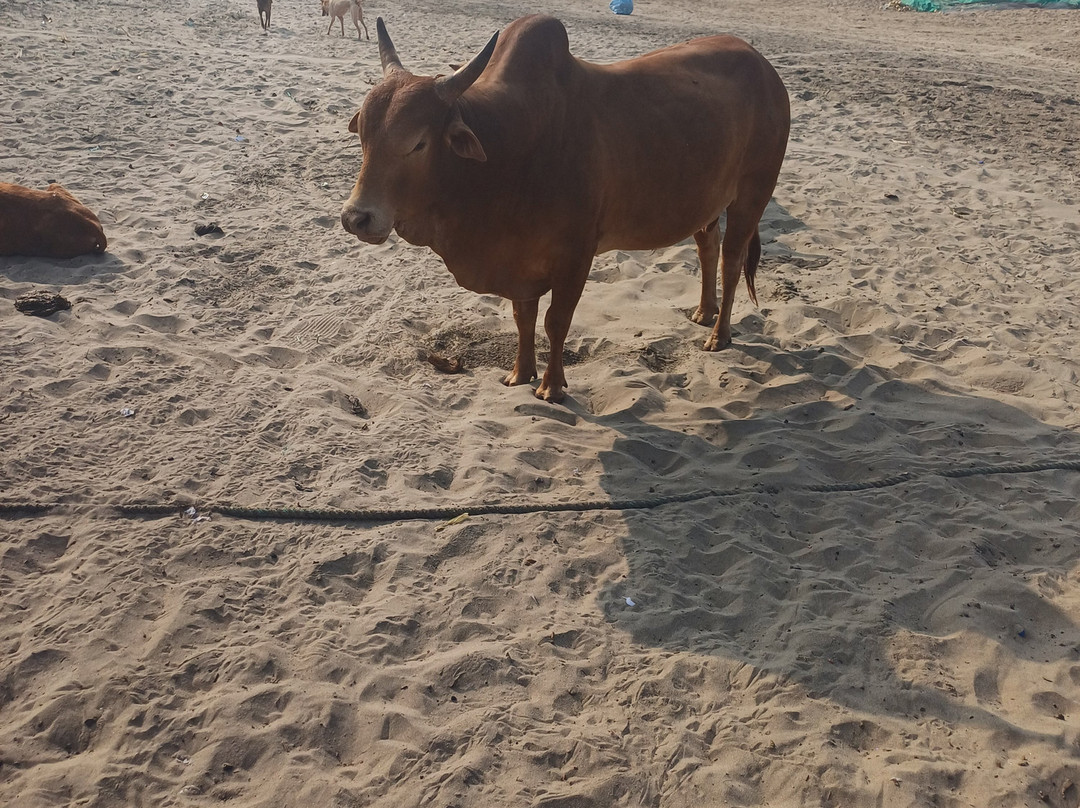 Oceano Beach Resort主图