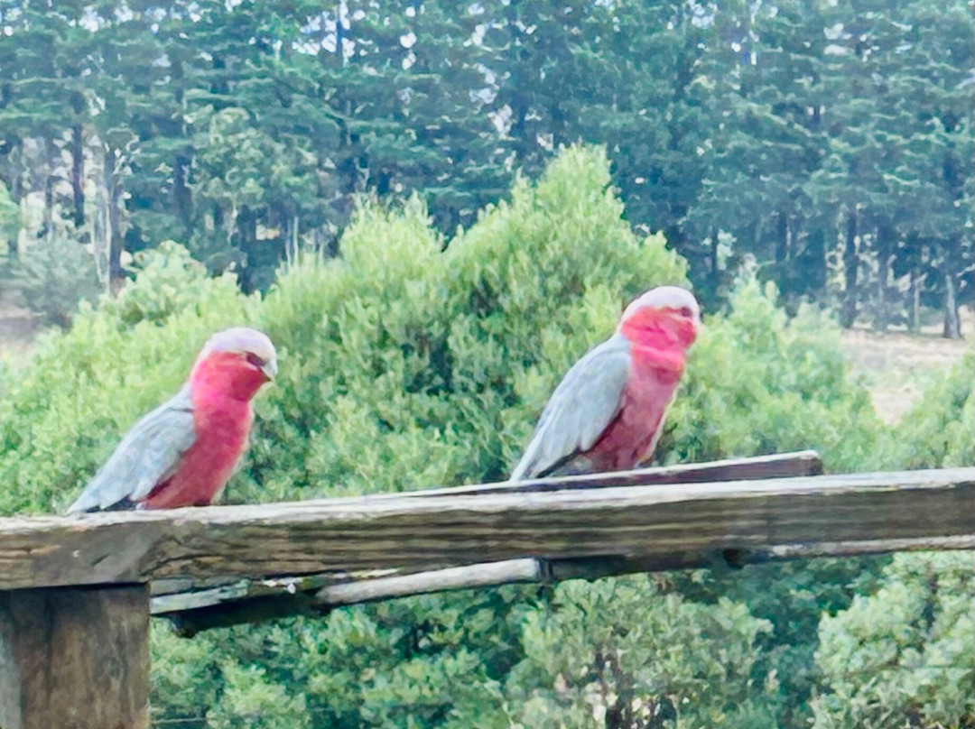 Llarrinda Bed & Breakfast主图