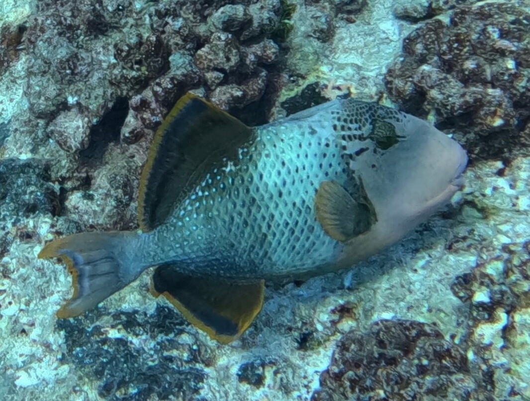 COCODIVE TIKEHAU-提克豪环礁必去景点
