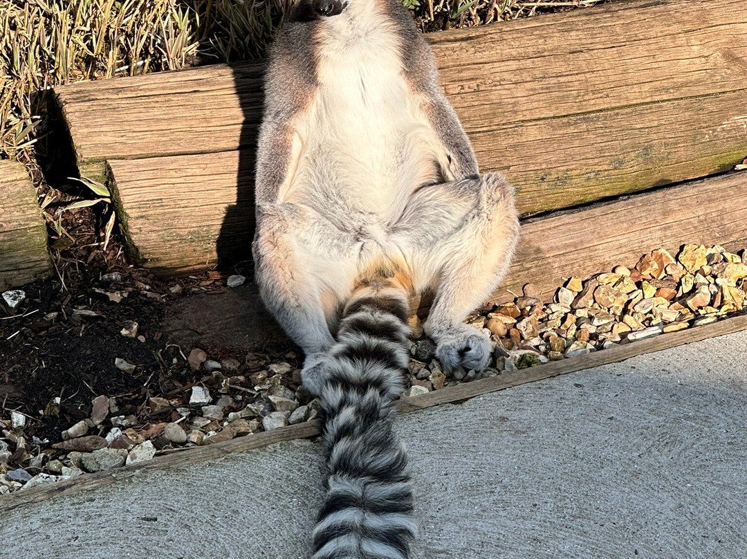 Woodside Wildlife Park景点图片