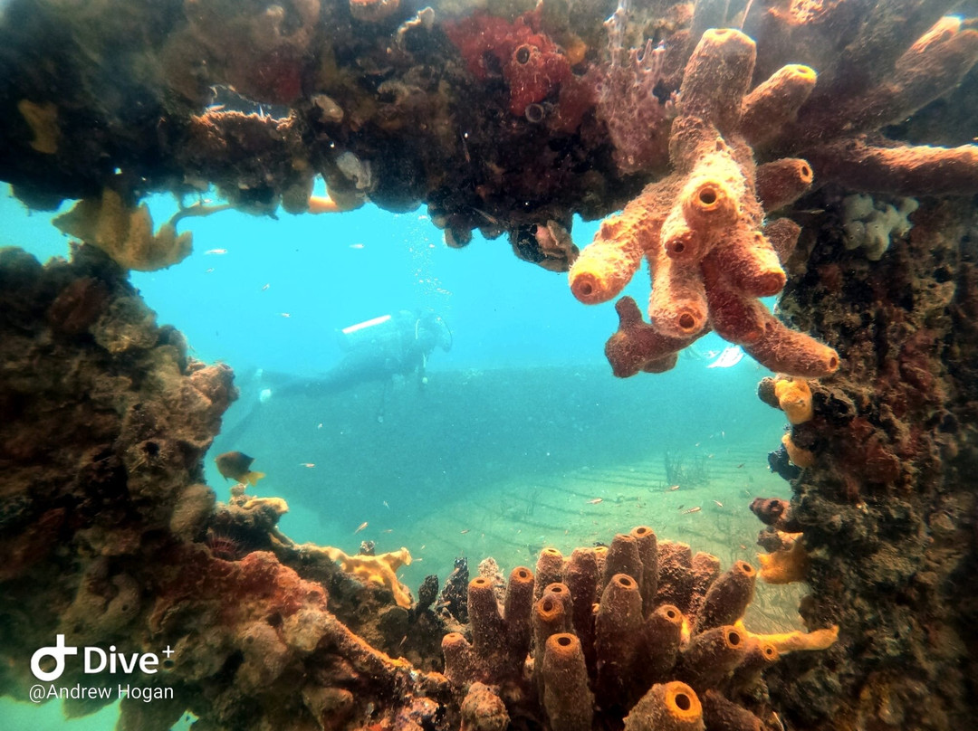 Bocas Dive Center景点图片