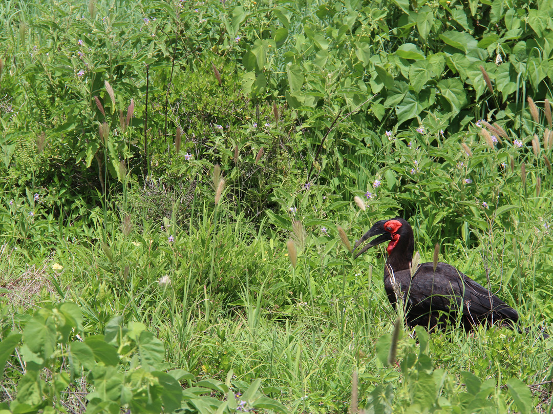 Objectif Tanzania-阿鲁沙必去景点