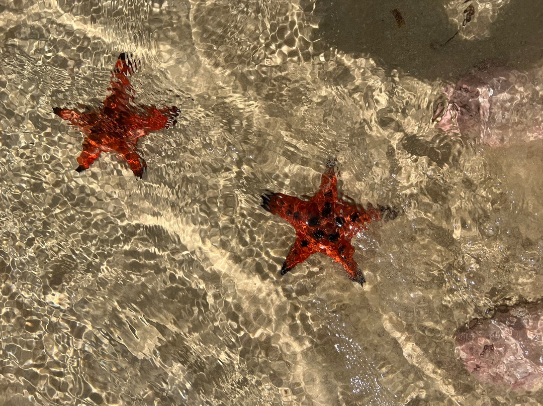 海星沙灘景点图片