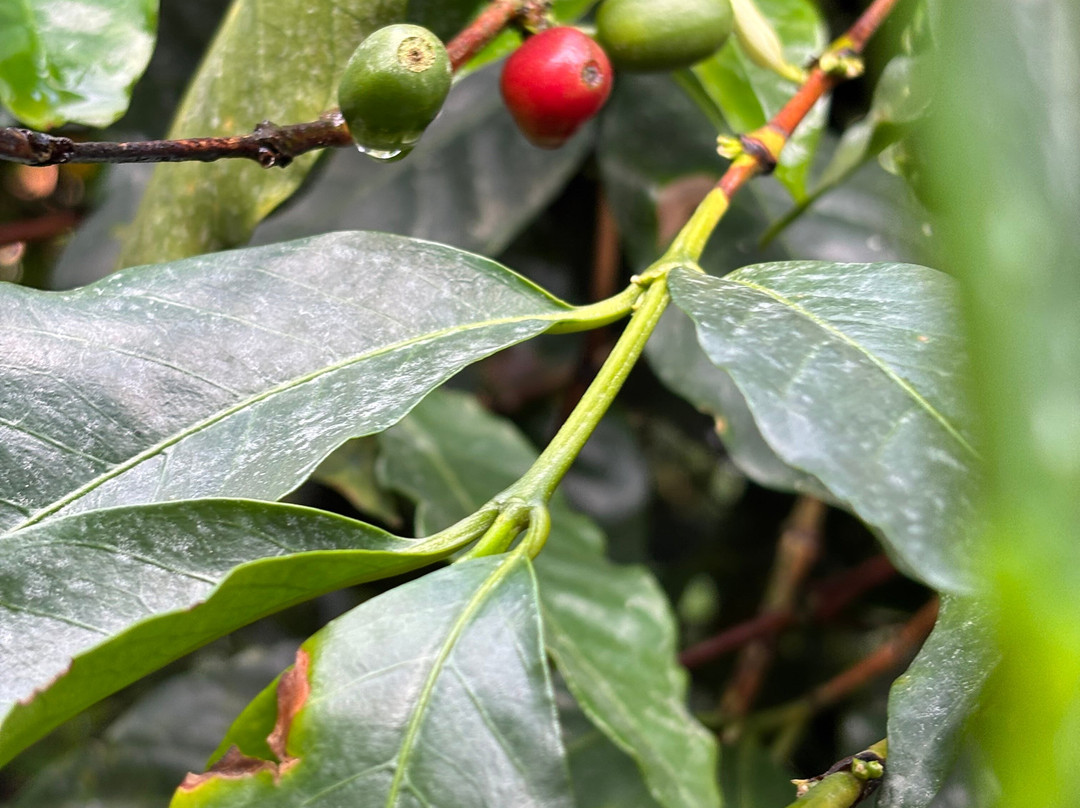Finca Cafetera Don Elias景点图片