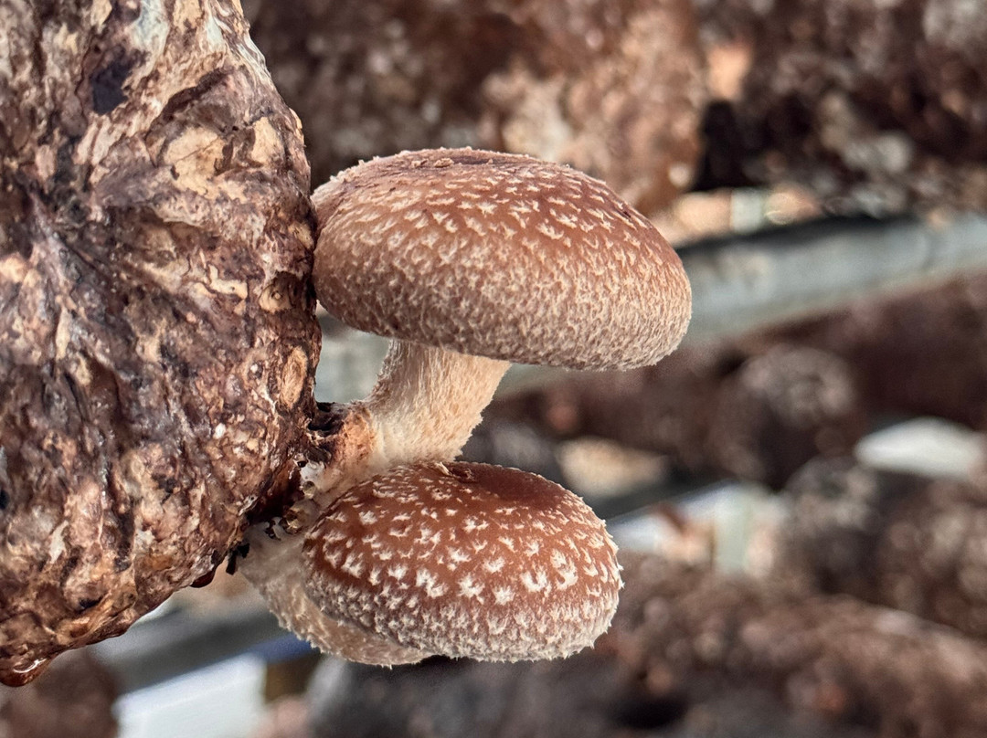 Ellijay Mushrooms - Farm Store-Ellijay必去景点