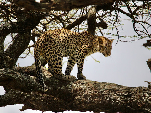 Venture Harmony Safaris Ltd.-阿鲁沙必去景点