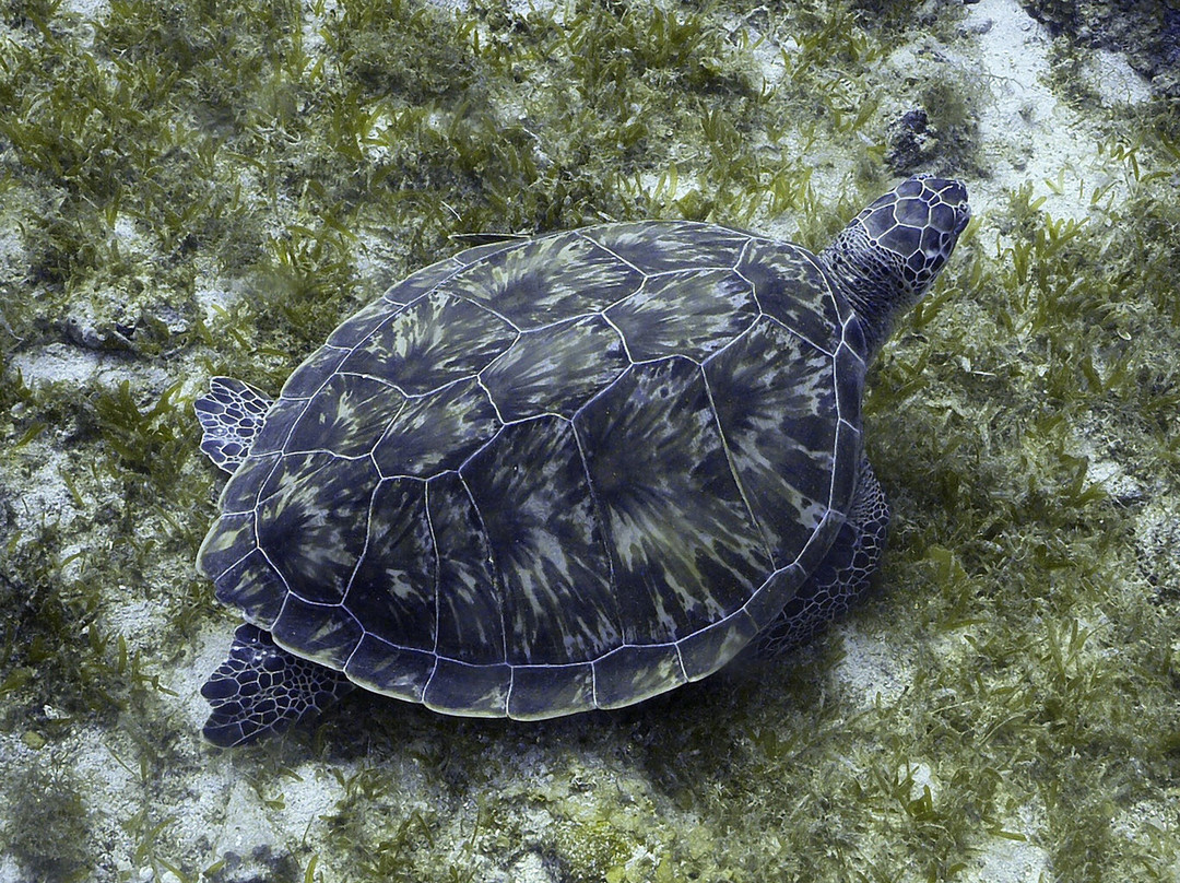 JJ Divers St Thomas-夏洛特阿马利亚必去景点