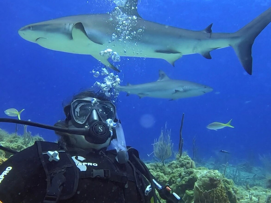Ocean Fox Cotton Bay-伊柳塞拉必去景点