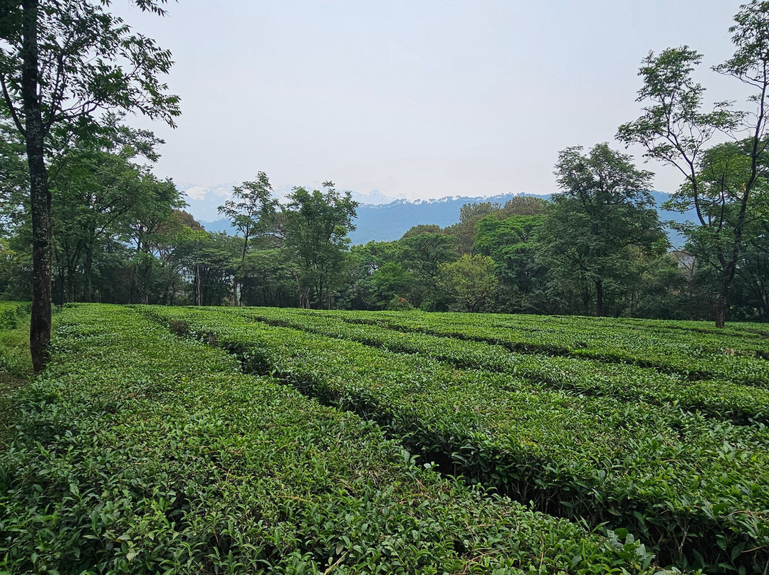 Darang Tea Estate主图