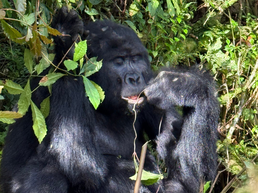 Jewel Safaris-坎帕拉必去景点
