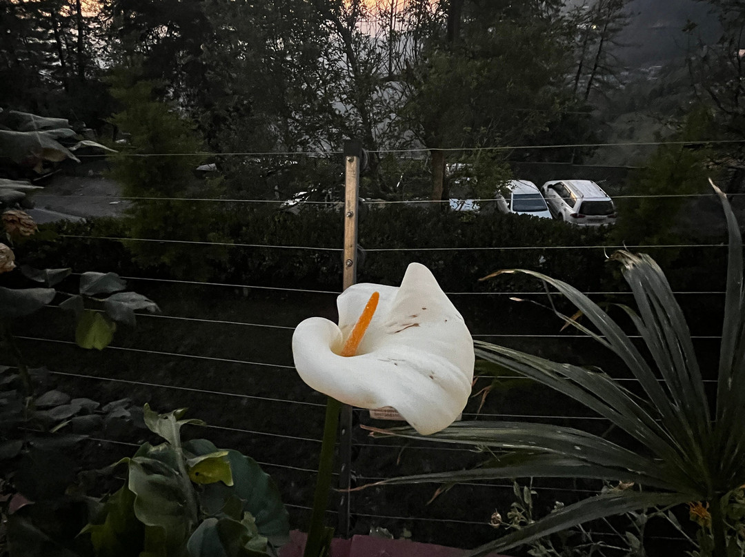 Udman Grand Mashobra主图