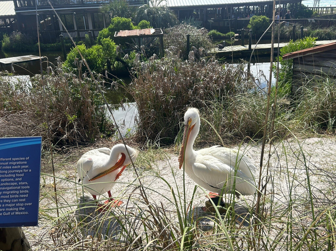 Gulfarium Marine Adventure Park-华尔顿堡滩必去景点