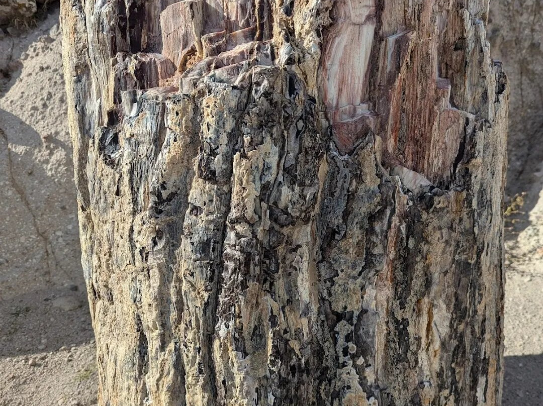 Petrified Forest of Lesbos-Lesbos必去景点