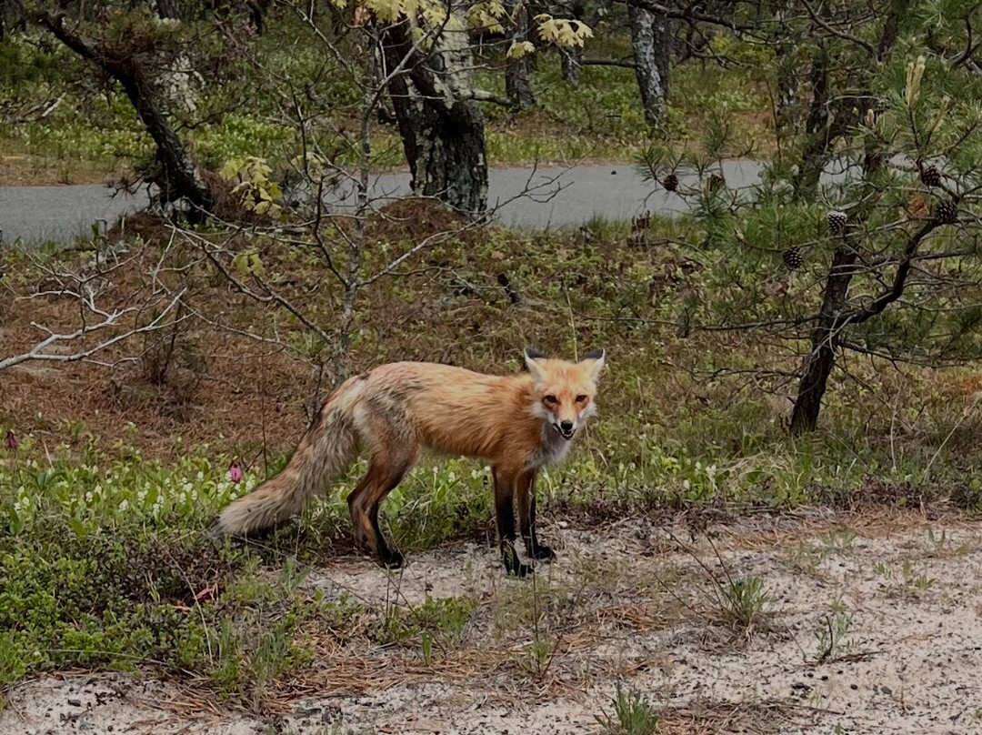 Beech Forest-普罗温斯敦必去景点