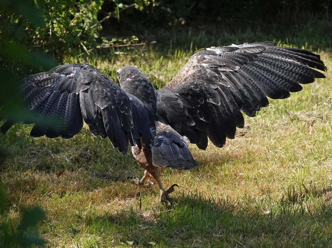 Topvogel景点图片
