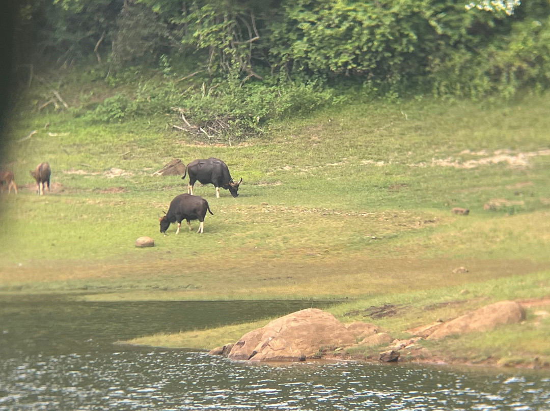 Periyar Lake景点图片