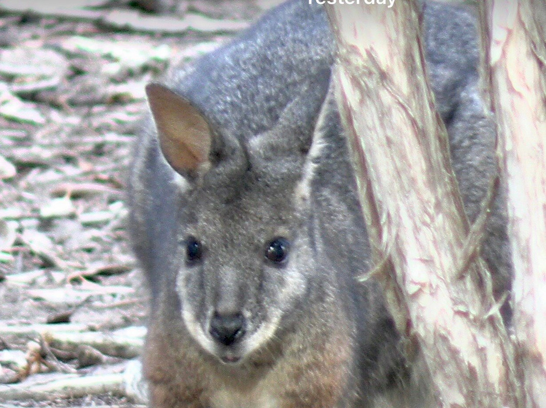 Exceptional Kangaroo Island景点图片