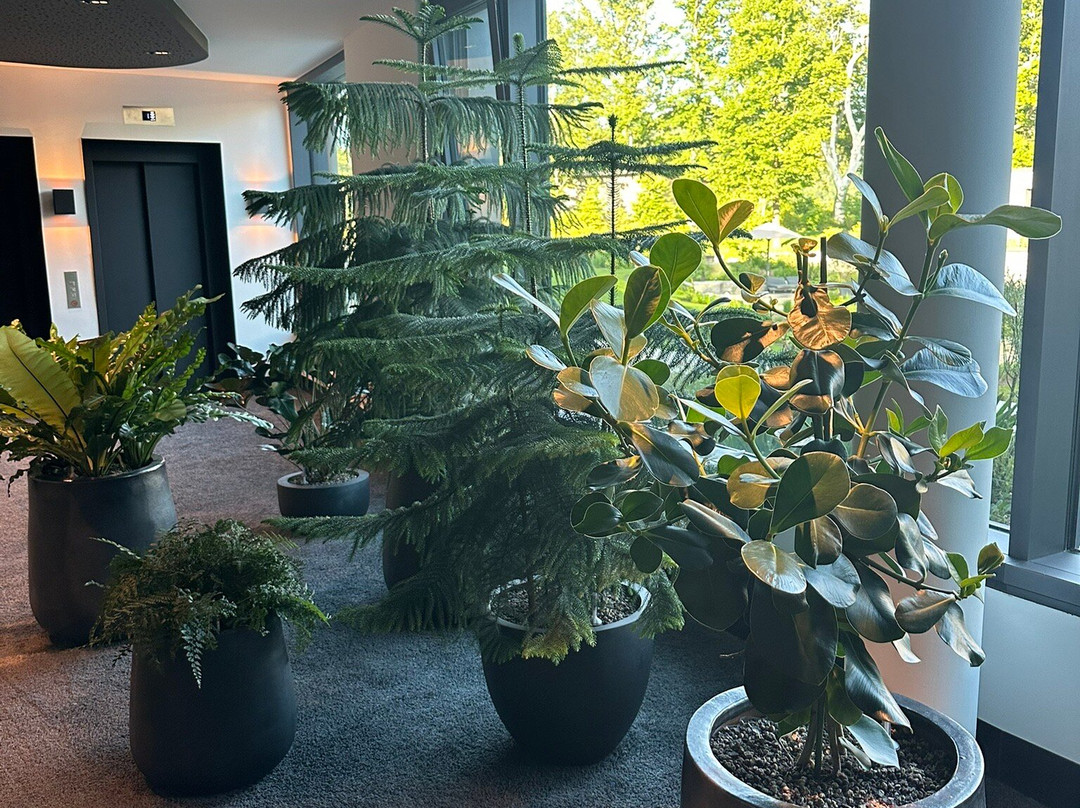 Luisenhöhe - Gesundheitsresort Schwarzwald主图